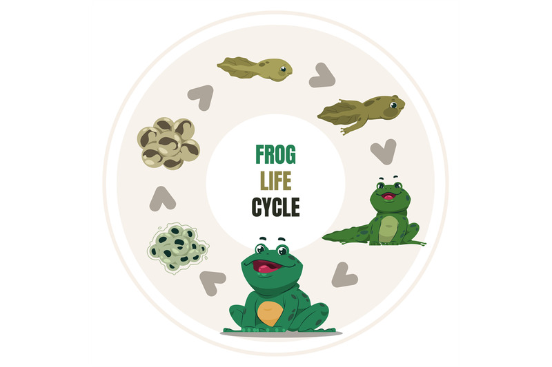 frog-life-cycle-amphibian-growth-steps-circular-diagram-of-toad-deve