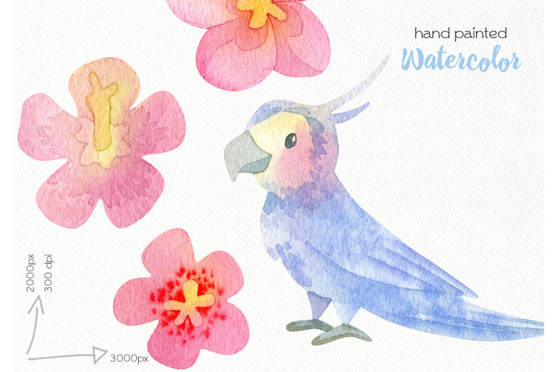 watercolor-parrot-clipart-png-files