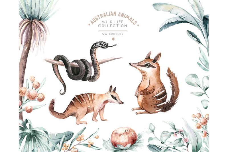 watercolor-australian-animal-and-floral-clipart-kangaroo-numbat-owl