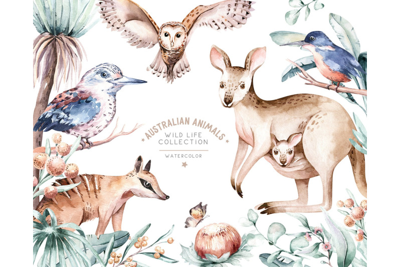 watercolor-australian-animal-and-floral-clipart-kangaroo-numbat-owl