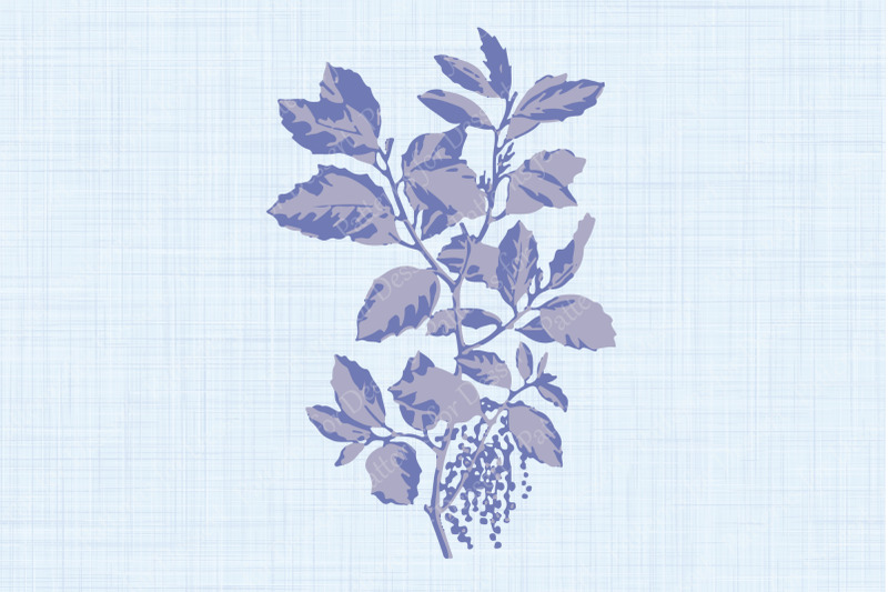 purple-cork-oak-plant-illustration