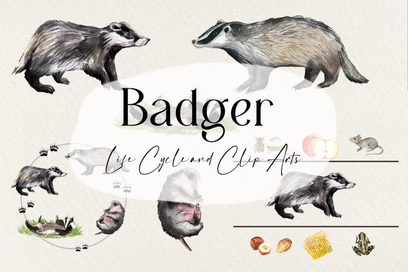 watercolor-badger-life-cycle-and-clip-arts