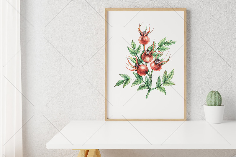 watercolor-rosehip-watercolor-clipart-png