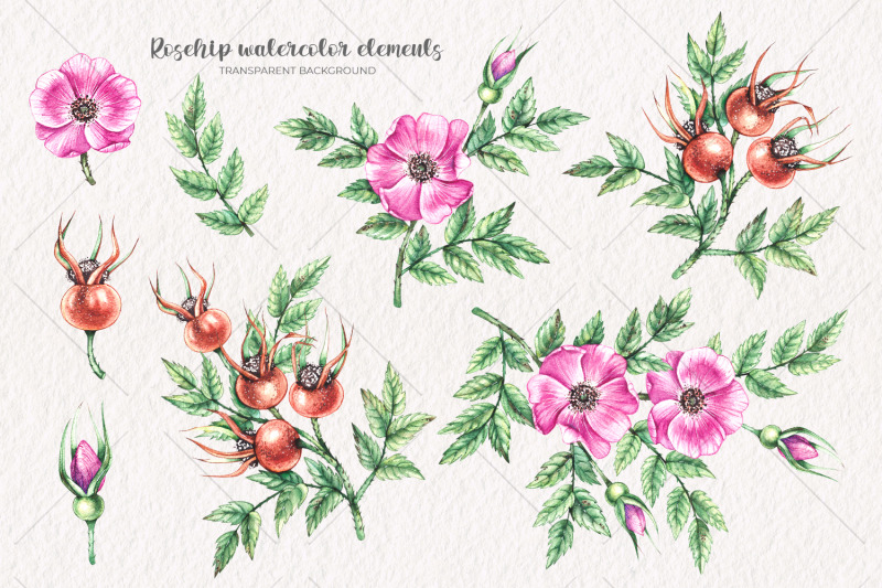 watercolor-rosehip-watercolor-clipart-png