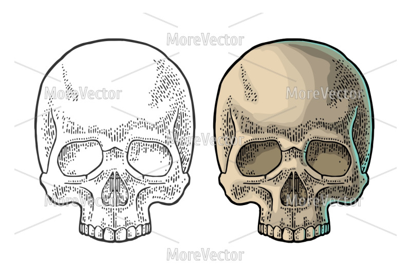 skull-human-engraving