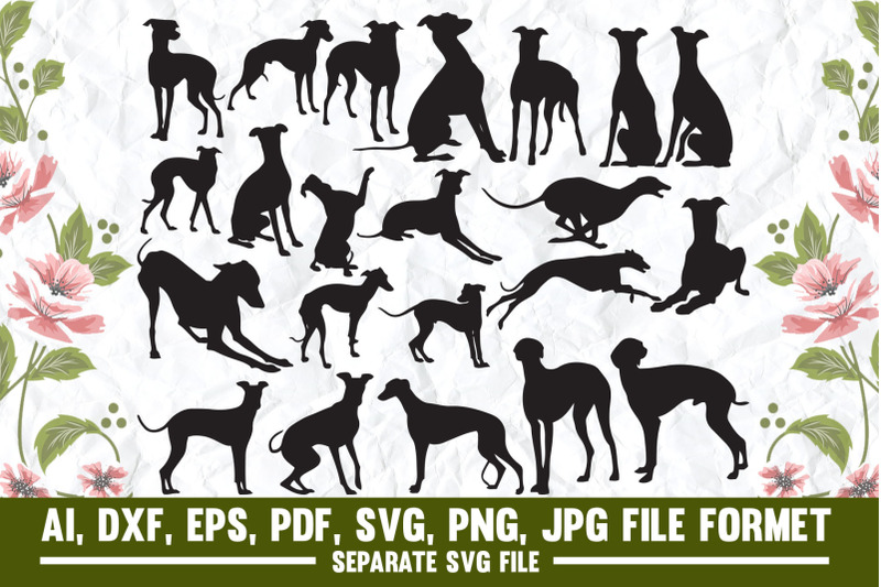 greyhound-dog-greyhound-dog-whippet-dogs-sighthound-lurcher-ita