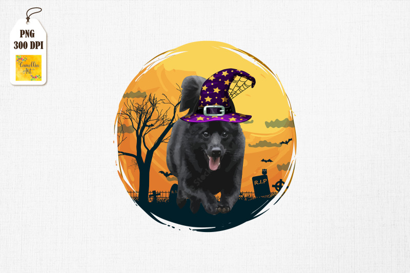 halloween-schipperke-dog-witch-hat