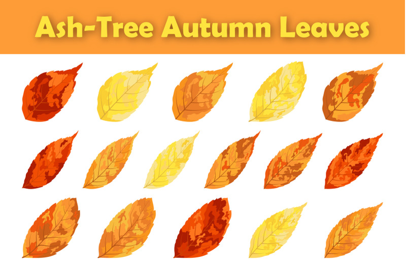 ash-tree-leaf-set