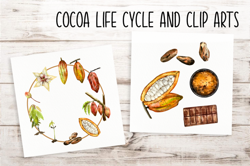 watercolor-cocoa-life-cycle-and-clip-arts