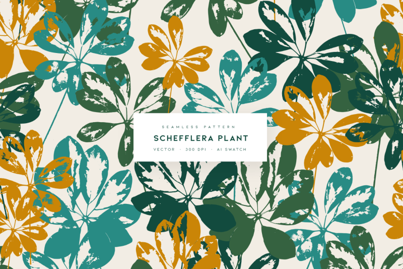 schefflera-plant