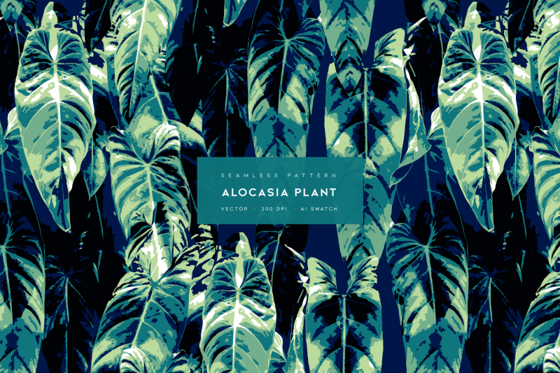 alocasia-plant