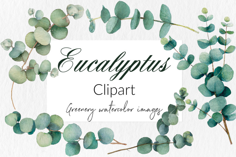 watercolor-eucalyptus-clipart