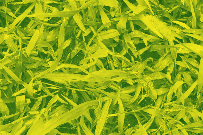 30-grass-texture-photoshop-stamp-brushes