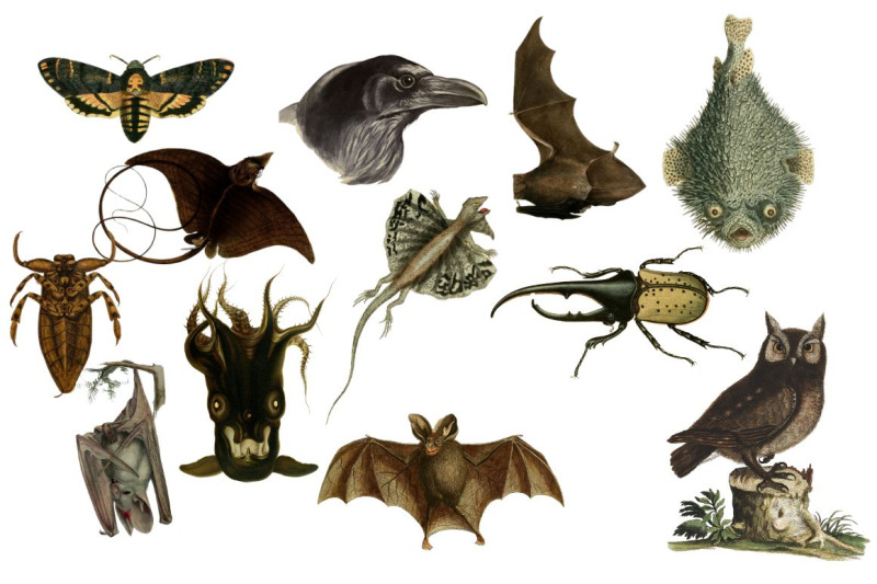 24-creepy-things-assorted-png-graphics