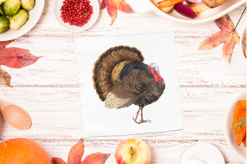 watercolor-turkey-thanksgiving-clipart