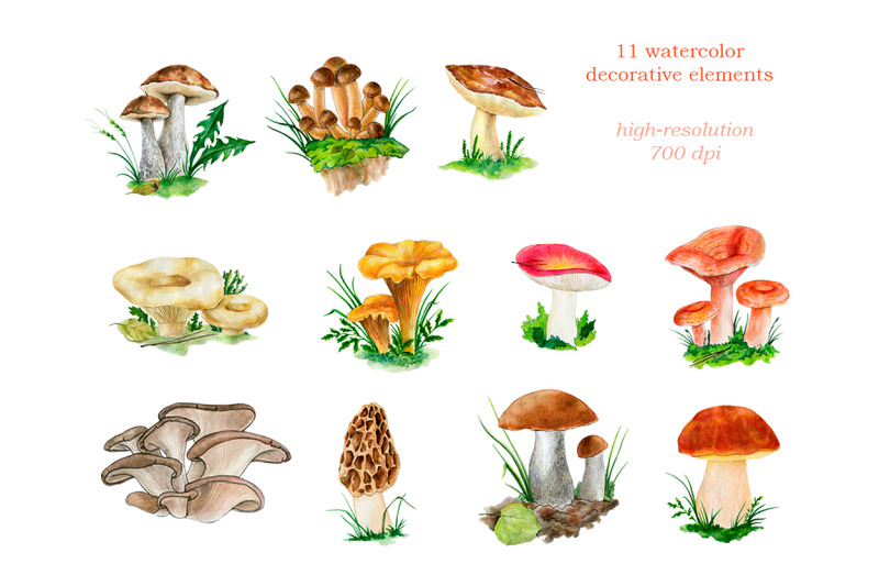 watercolor-illustration-of-the-forest-mushrooms