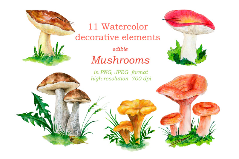 watercolor-illustration-of-the-forest-mushrooms