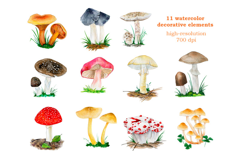 watercolor-illustrations-of-inedible-mushrooms