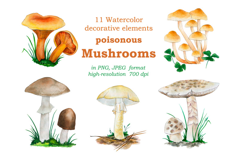 watercolor-illustrations-of-inedible-mushrooms