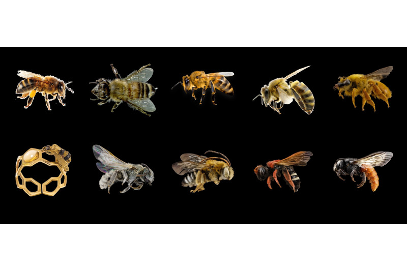 50-bees-transparent-animals-png-photoshop-overlays