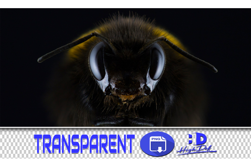 50-bees-transparent-animals-png-photoshop-overlays