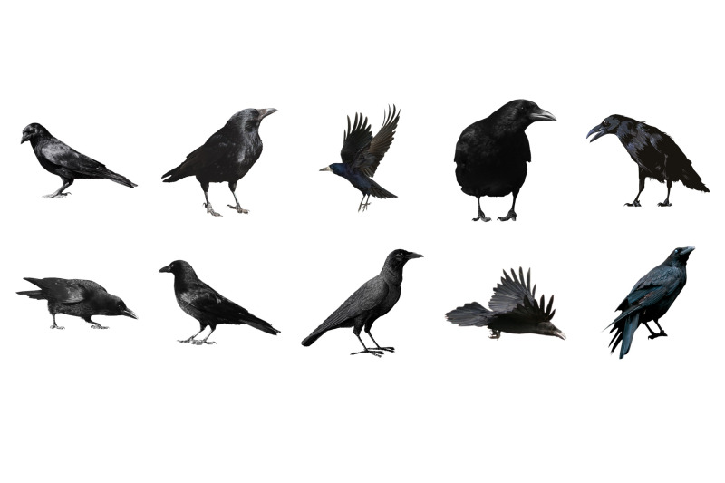 50-crow-transparent-animals-png-photoshop-overlays