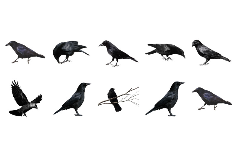 50-crow-transparent-animals-png-photoshop-overlays