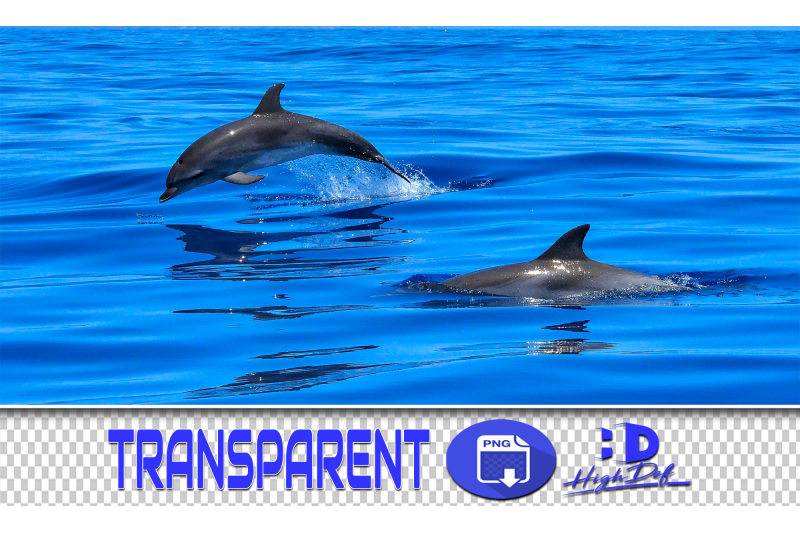 50-dolphins-amp-water-splash-transparent-png-animals-photoshop-overlays