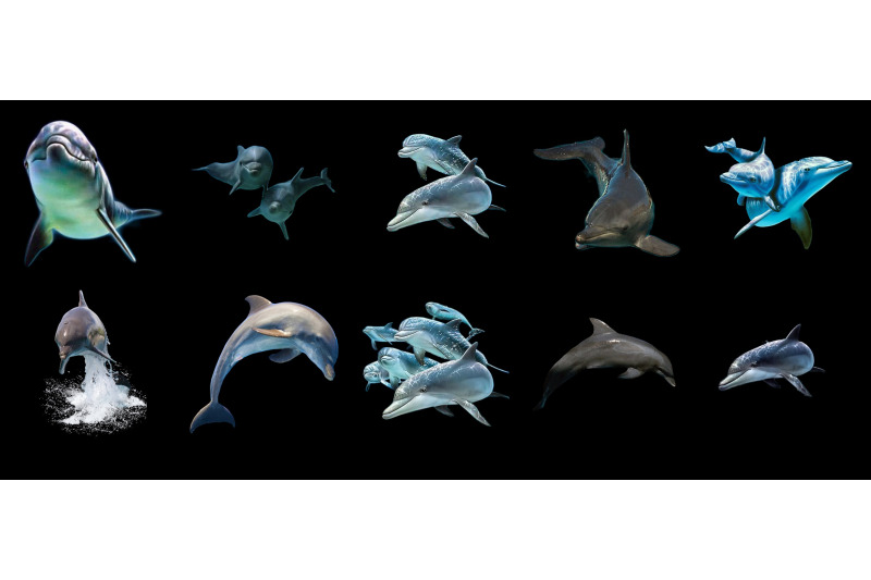 50-dolphins-amp-water-splash-transparent-png-animals-photoshop-overlays