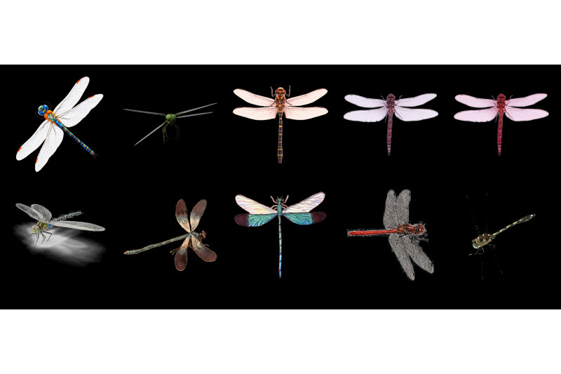 50-dragonfly-transparent-png-animals-photoshop-overlays-backgrounds