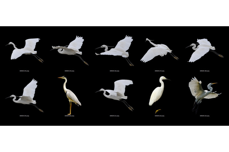 50-heron-transparent-png-animals-photoshop-overlays-backgrounds