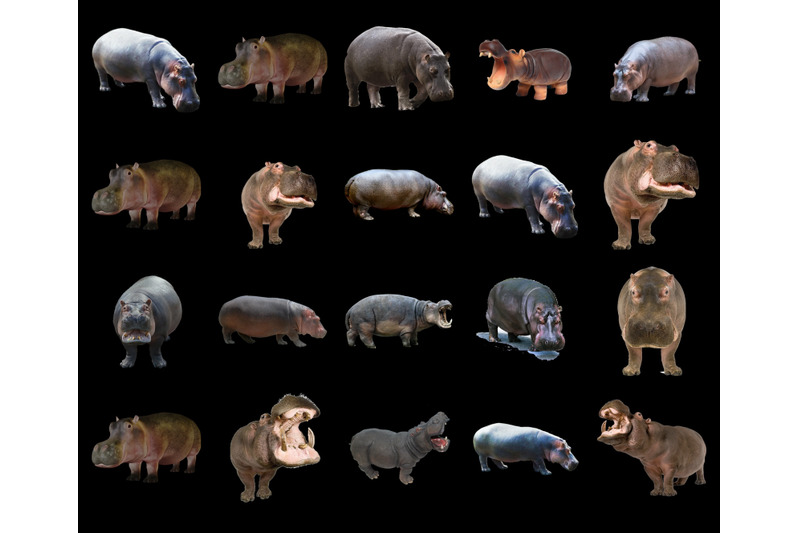 50-hippo-transparent-png-animals-photoshop-overlays-backgrounds