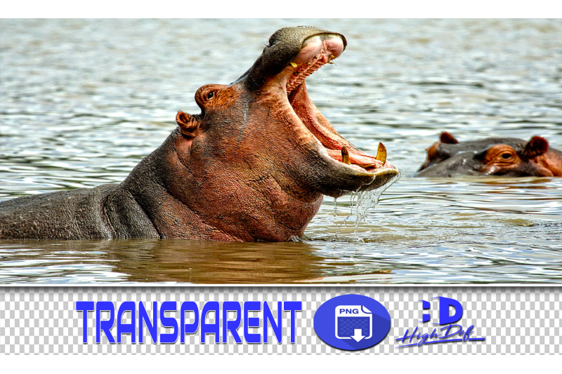 50-hippo-transparent-png-animals-photoshop-overlays-backgrounds