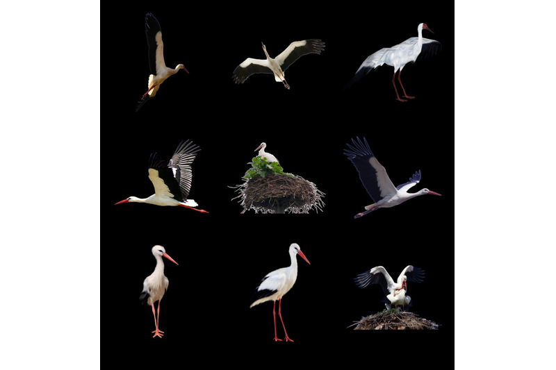 50-storks-transparent-png-animals-photoshop-overlays-backgrounds