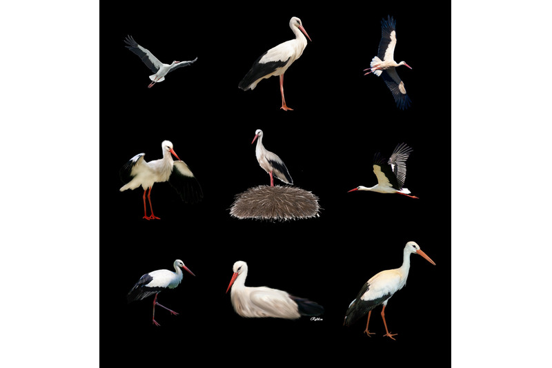50-storks-transparent-png-animals-photoshop-overlays-backgrounds