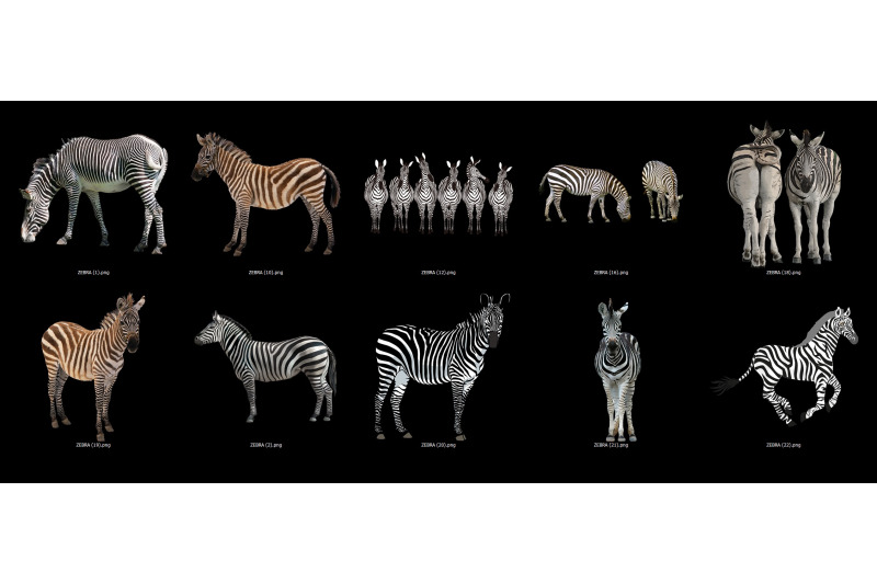 50-zebra-transparent-png-animals-photoshop-overlays-backgrounds