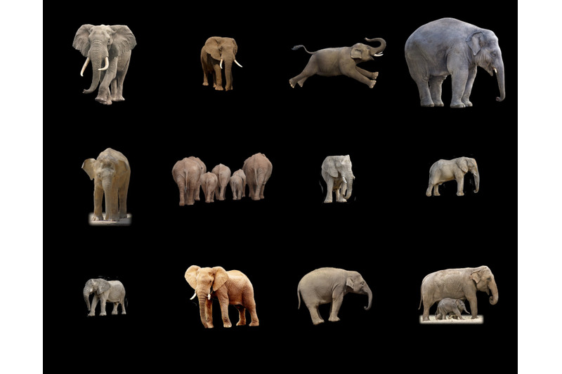 60-elephants-transparent-png-animals-photoshop-overlays-backgrounds