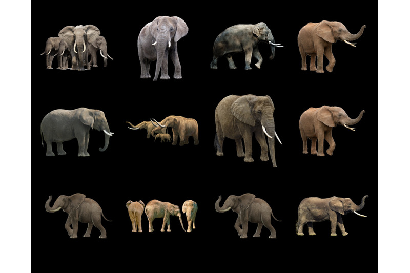 60-elephants-transparent-png-animals-photoshop-overlays-backgrounds