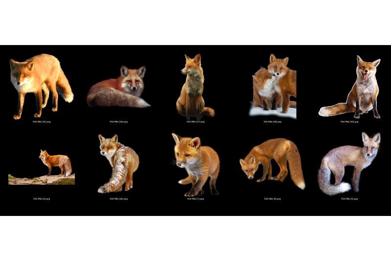 60-foxes-transparent-png-animals-photoshop-overlays-backgrounds