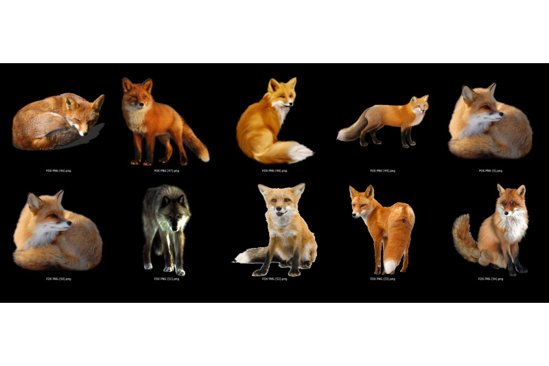 60-foxes-transparent-png-animals-photoshop-overlays-backgrounds