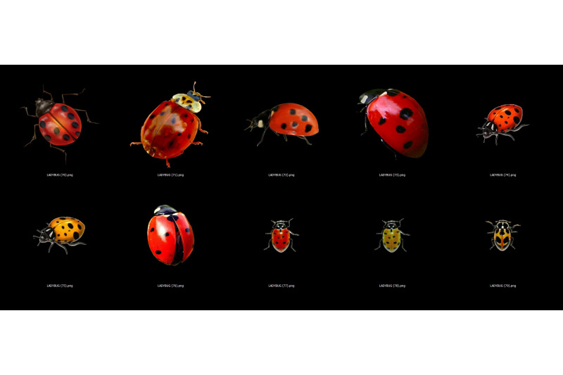 60-ladybug-transparent-png-animals-photoshop-overlays-backgrounds