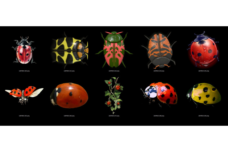 60-ladybug-transparent-png-animals-photoshop-overlays-backgrounds