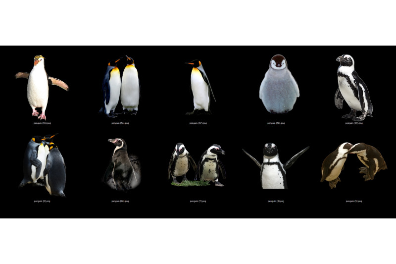 60-penguins-transparent-png-animals-photoshop-overlays-backgrounds