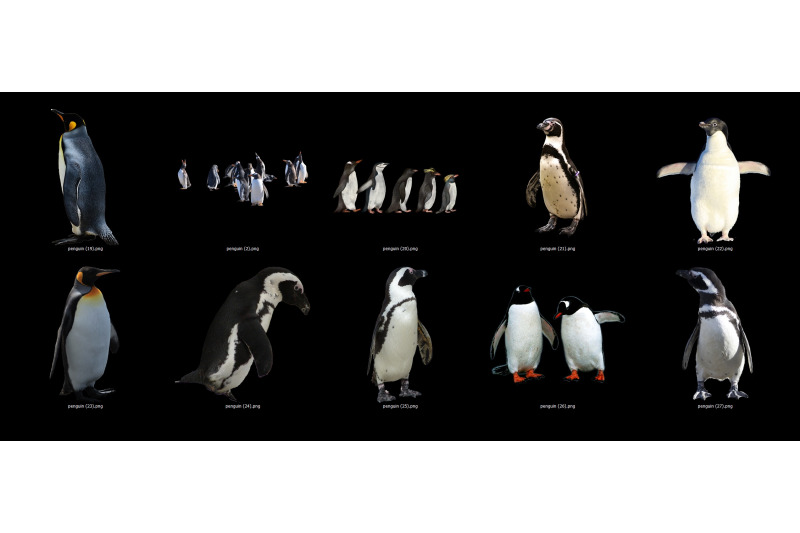 60-penguins-transparent-png-animals-photoshop-overlays-backgrounds