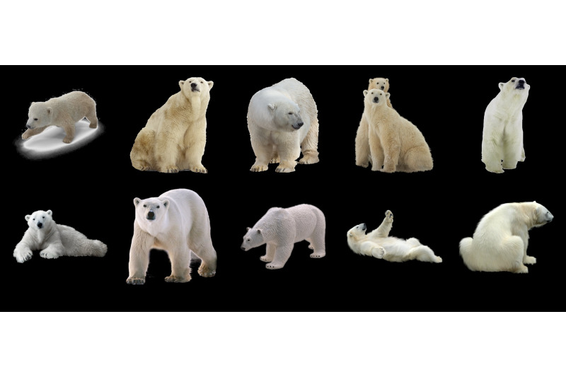 60-polar-bears-transparent-png-animals-photoshop-overlays-backgrounds