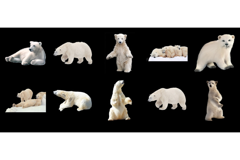 60-polar-bears-transparent-png-animals-photoshop-overlays-backgrounds