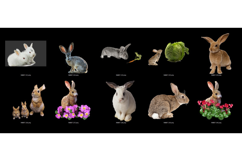 60-rabbits-transparent-png-animals-photoshop-overlays-backgrounds