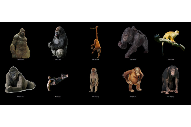 80-monkey-transparent-png-animals-photoshop-overlays-backgrounds