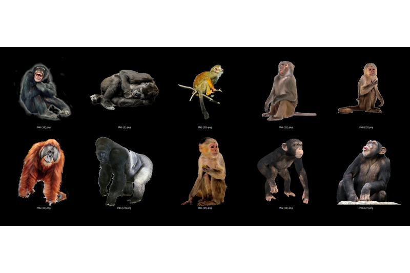 80-monkey-transparent-png-animals-photoshop-overlays-backgrounds