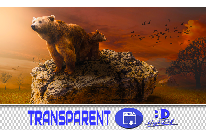 100-bears-transparent-png-animals-photoshop-overlays-backgrounds
